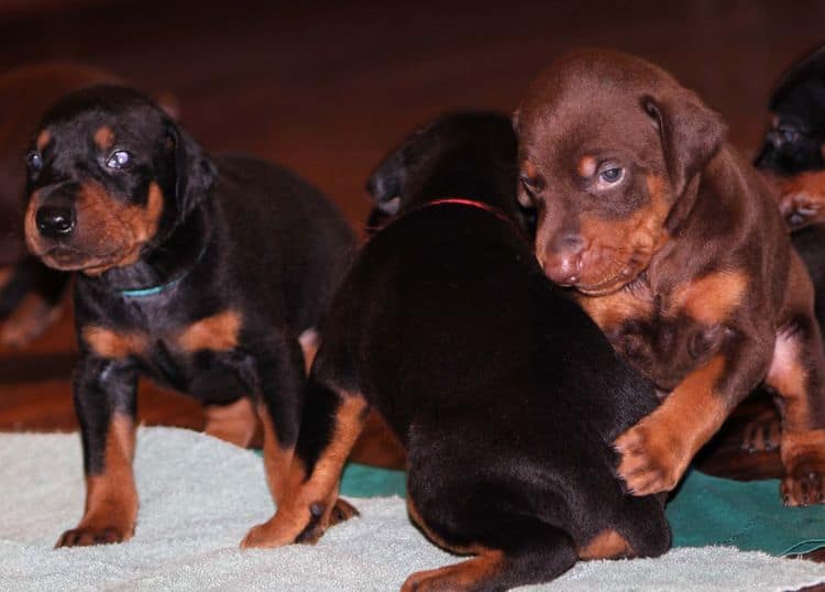 3 week old doberman puppies; red and rust, black and rust