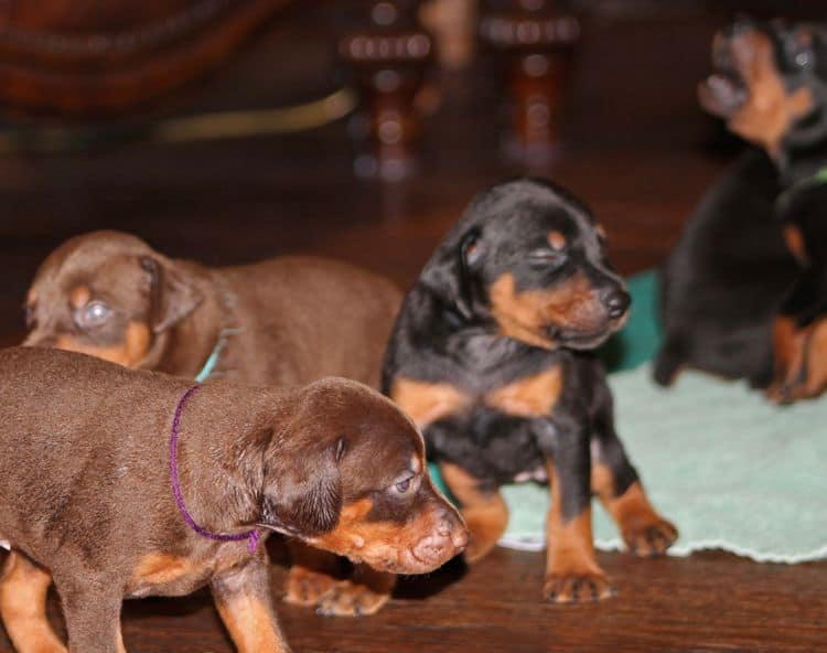 3 week old doberman puppies; red and rust, black and rust