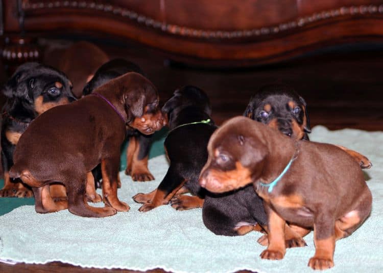 Red and rust male doberman puppy