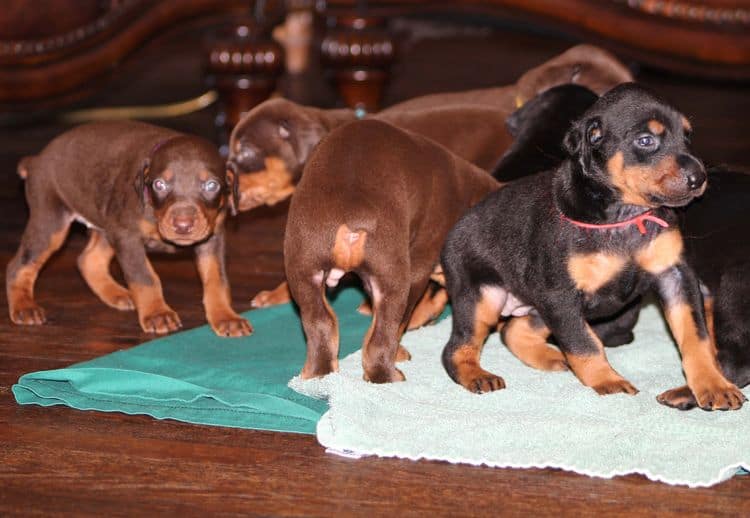 3 week old doberman puppies; red and rust, black and rust