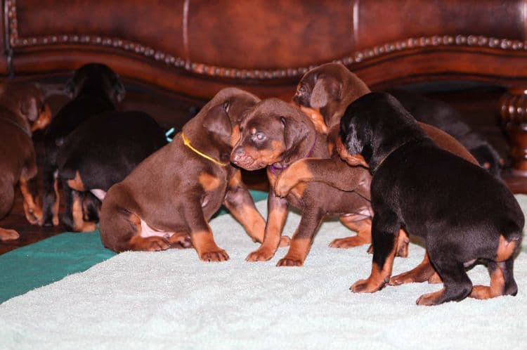 3 week old doberman puppies; red and rust, black and rust