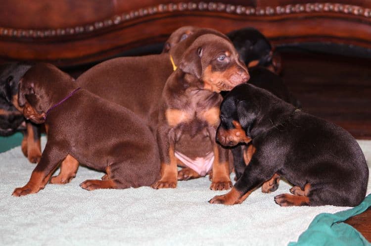 3 week old doberman puppies; red and rust, black and rust