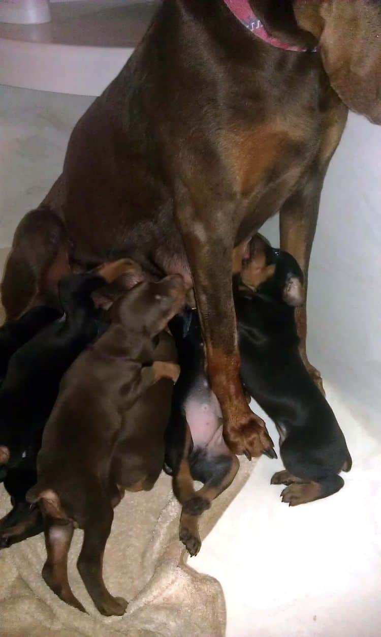 3 week old doberman puppies; red and rust, black and rust