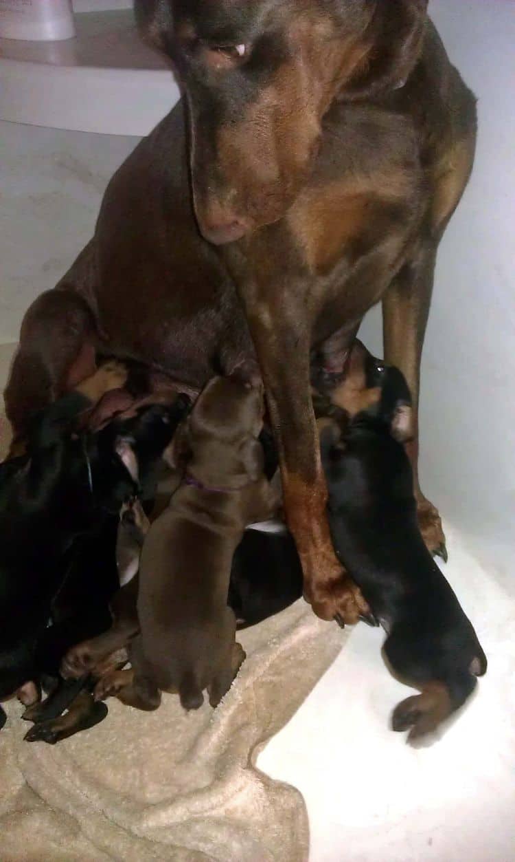 3 week old doberman puppies; red and rust, black and rust