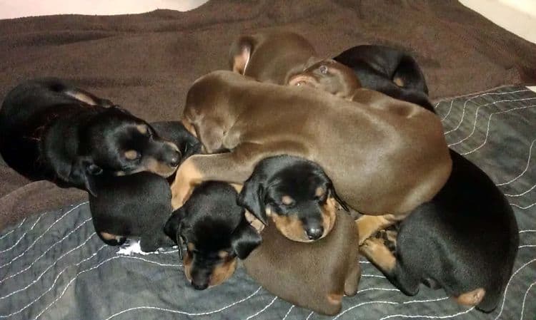 3 week old doberman puppies; red and rust, black and rust