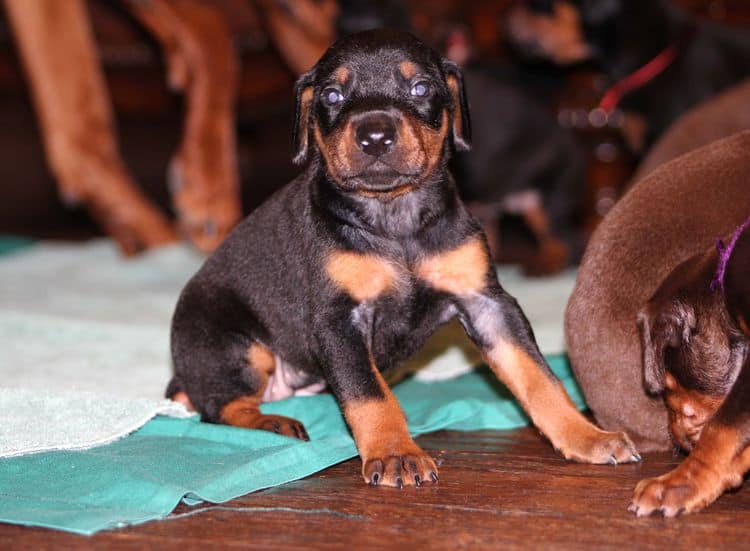 3 week old doberman puppies; red and rust, black and rust