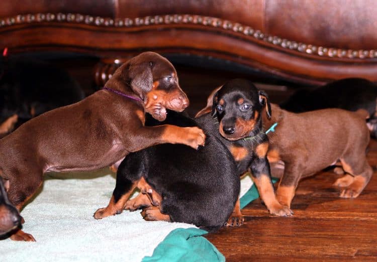 3 week old doberman puppies; red and rust, black and rust