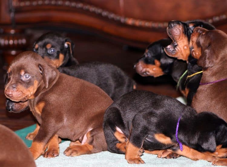 Red and rust male doberman puppy