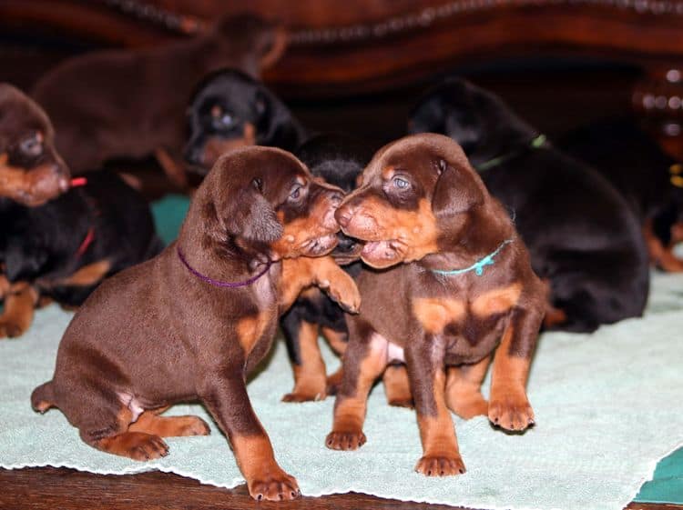 3 week old doberman puppies; red and rust, black and rust