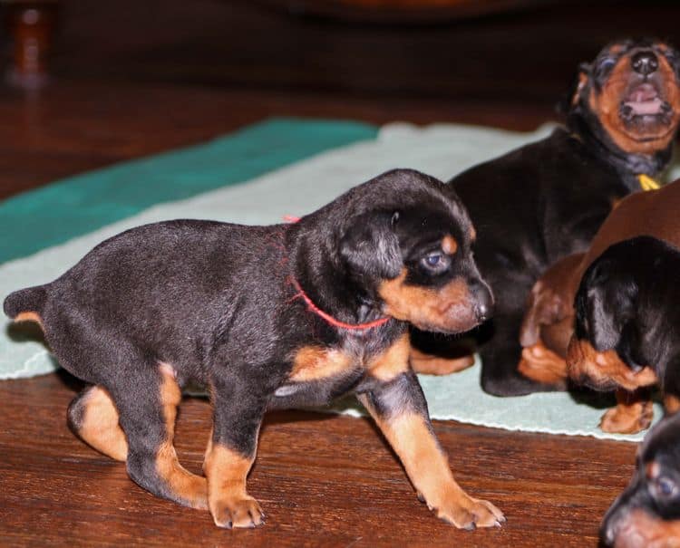 3 week old doberman puppies; red and rust, black and rust