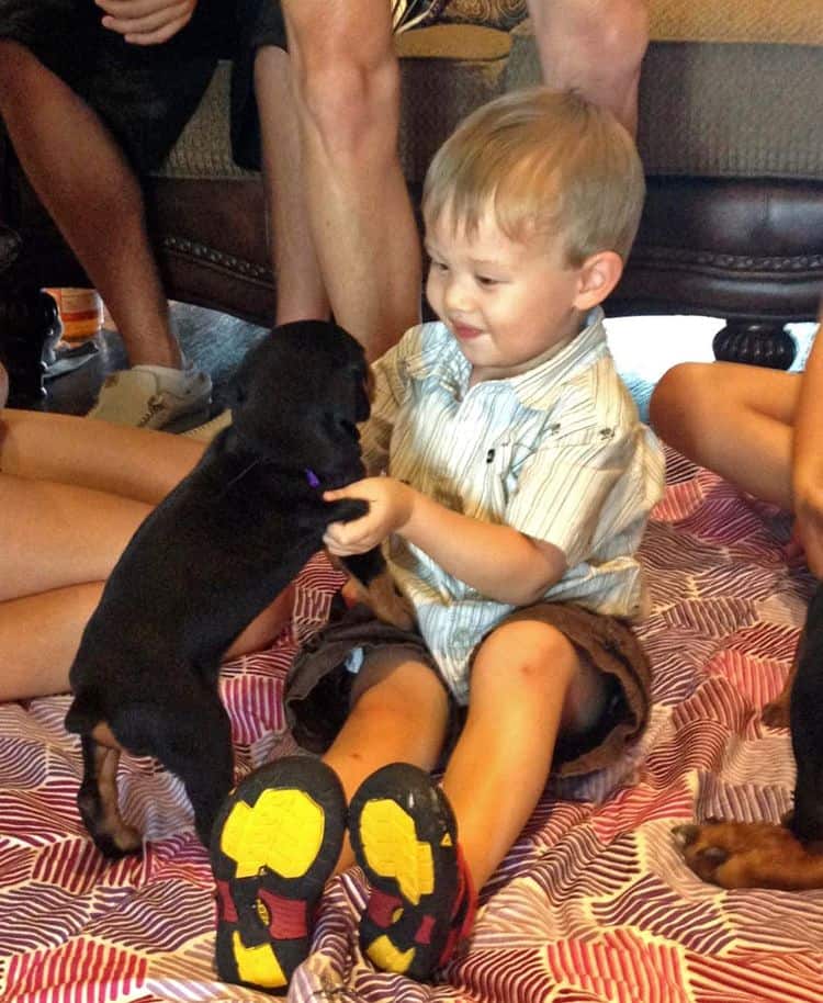 3 week old doberman puppies; red and rust, black and rust