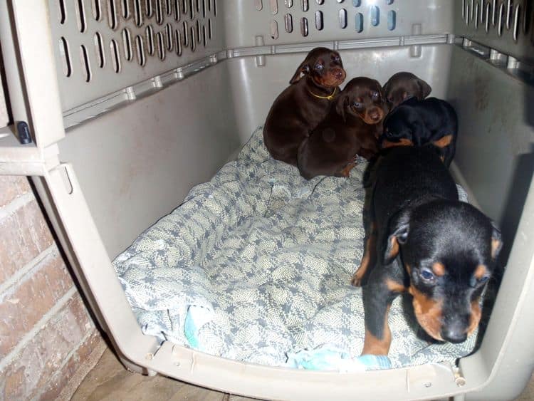 4 Week old doberman pups, red and rust, black and rust