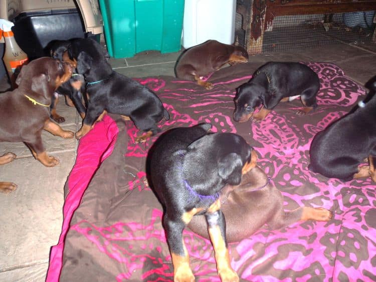 4 Week old doberman pups, red and rust, black and rust