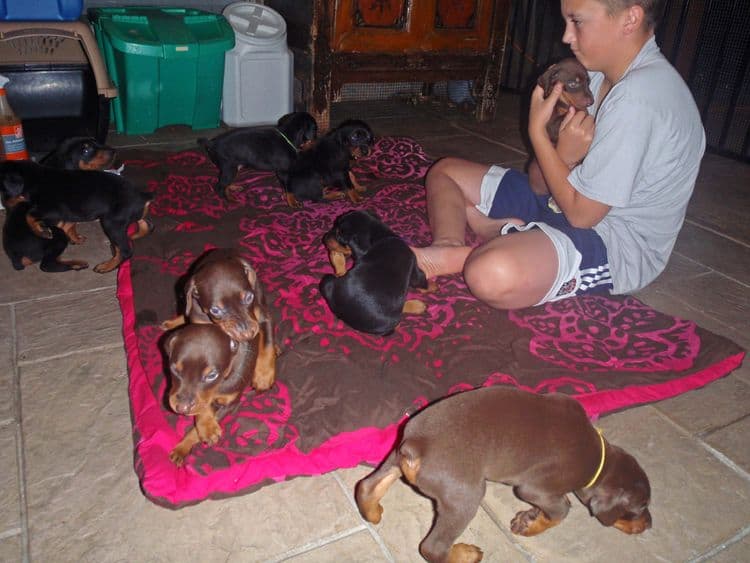 4 Week old doberman pups, red and rust, black and rust