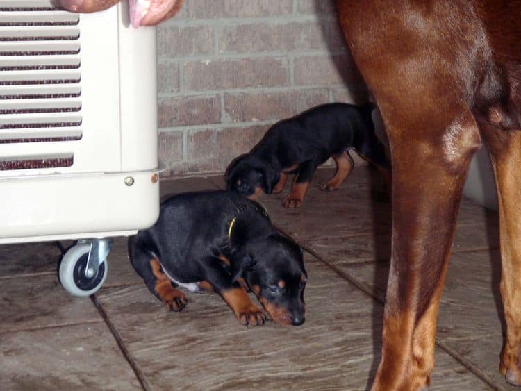 Black and rust male doberman puppy