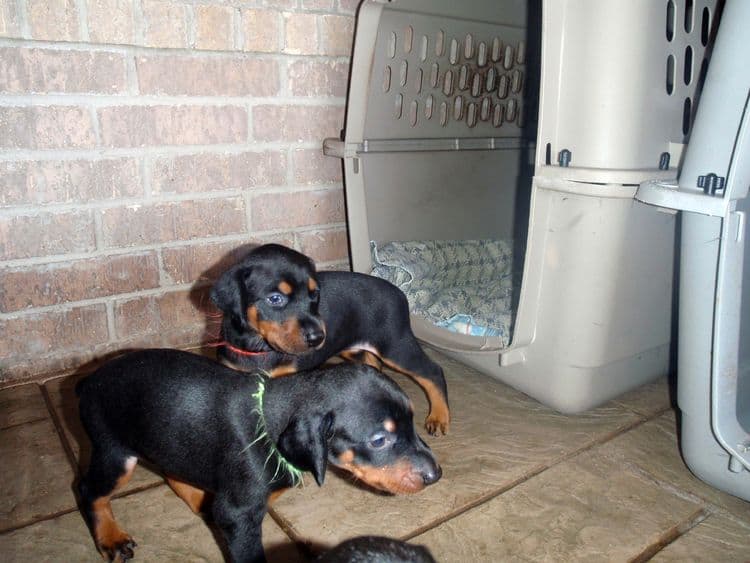 4 Week old doberman pups, red and rust, black and rust