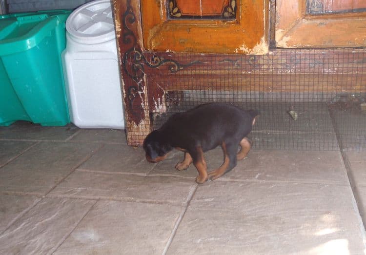 4 Week old doberman pups, red and rust, black and rust