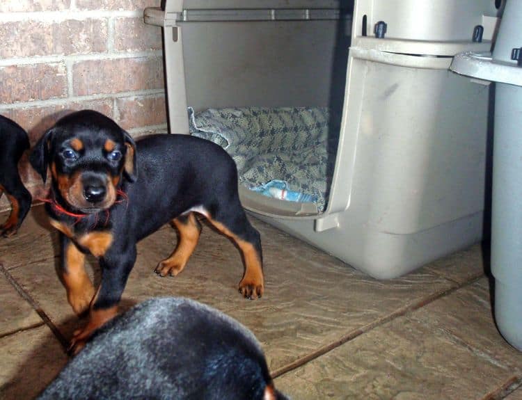 Black and rust female doberman puppy