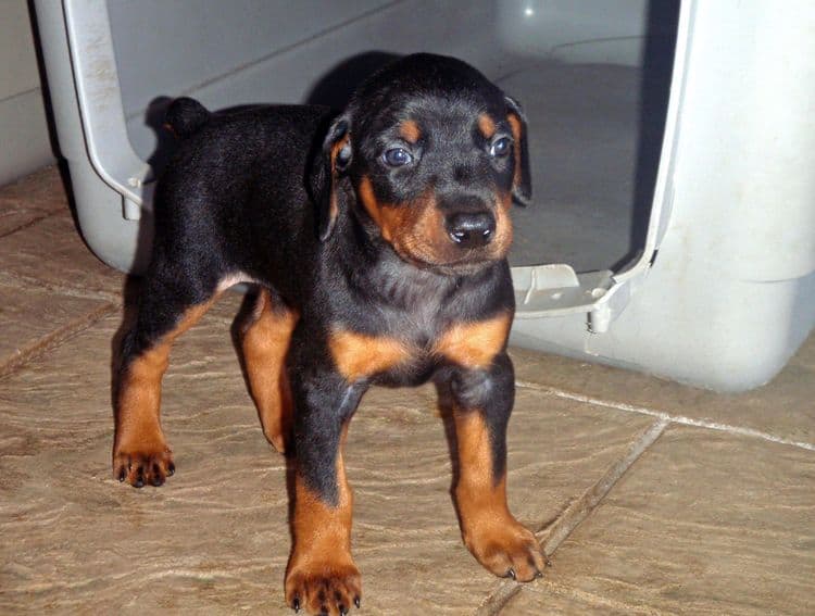 Black and rust female doberman puppy