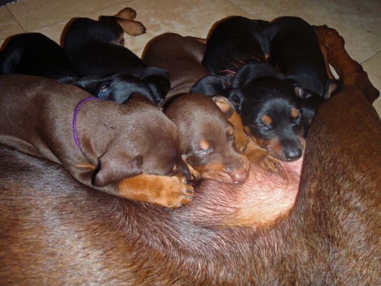 red and rust female doberman puppy