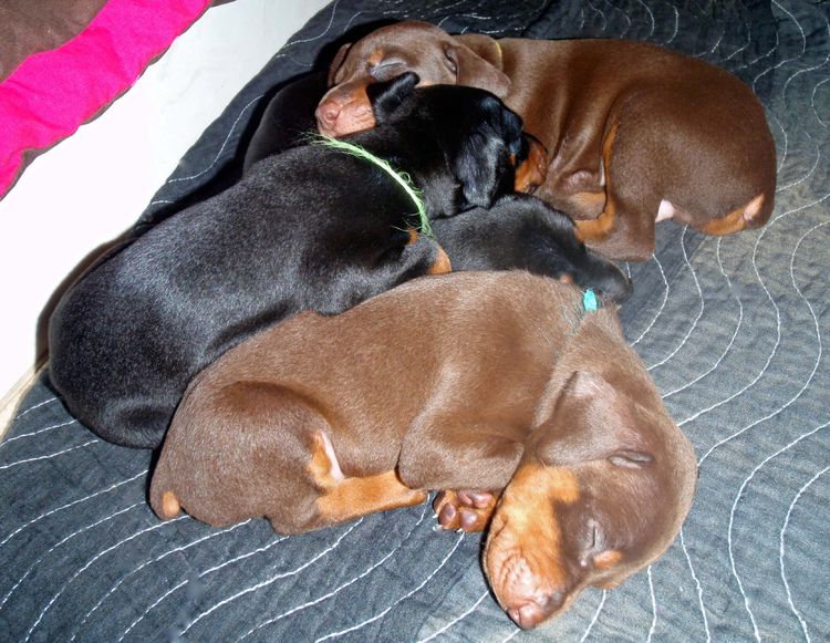 4 Week old doberman pups, red and rust, black and rust