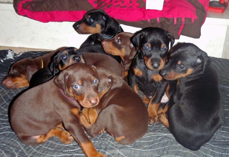 4 Week old doberman pups, red and rust, black and rust