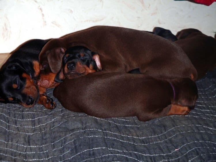 Red and rust male doberman puppy