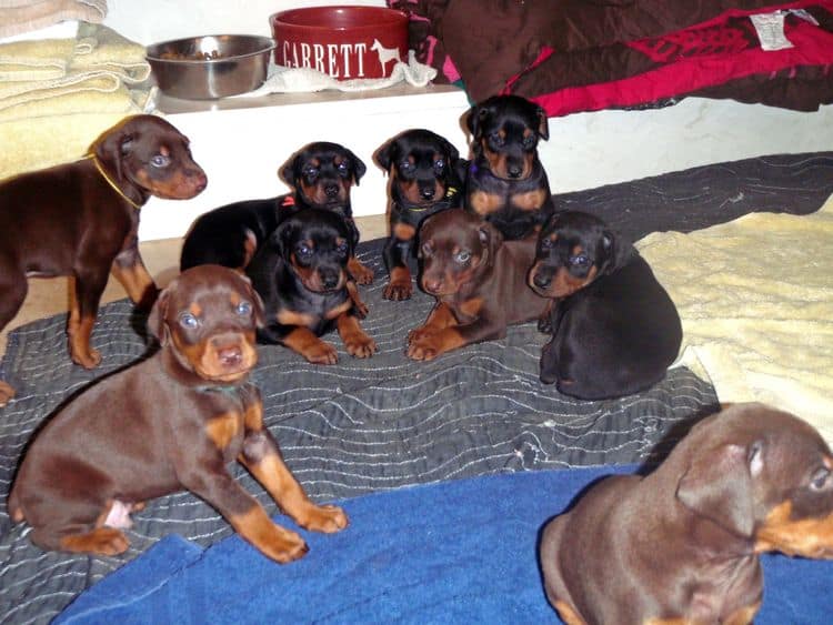 Red and rust male doberman puppy