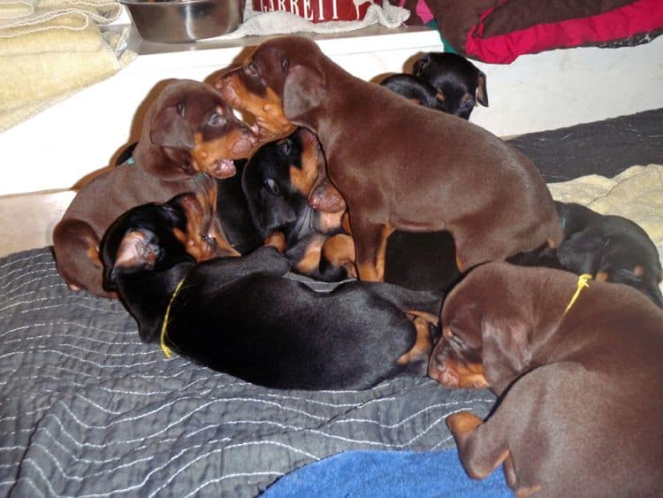 4 Week old doberman pups, red and rust, black and rust