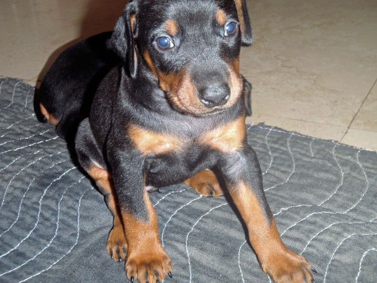 Black and rust female doberman puppy