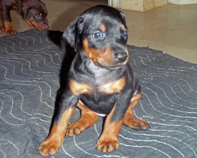 Black and rust female doberman puppy