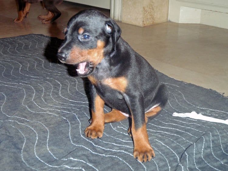 Black and rust female doberman puppy