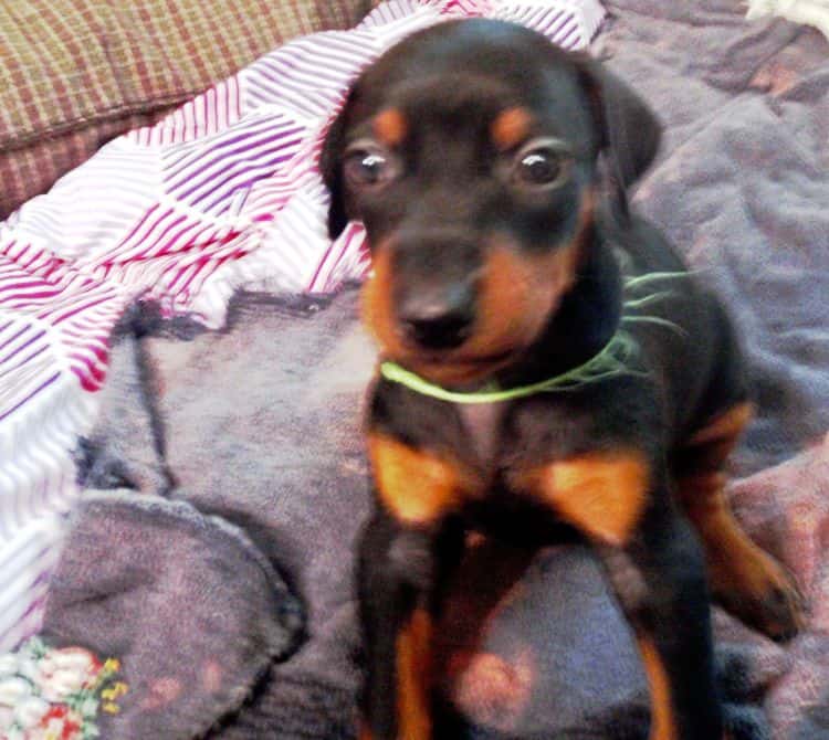 Black and rust female doberman puppy