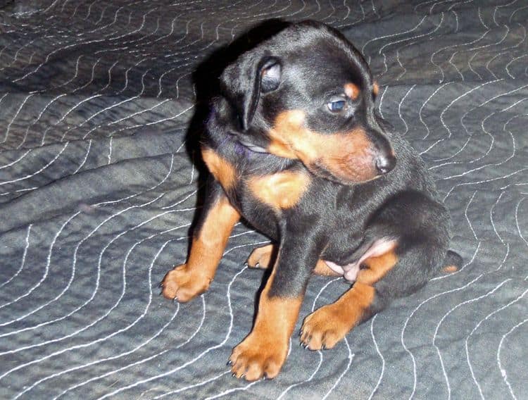 Black and rust female doberman puppy