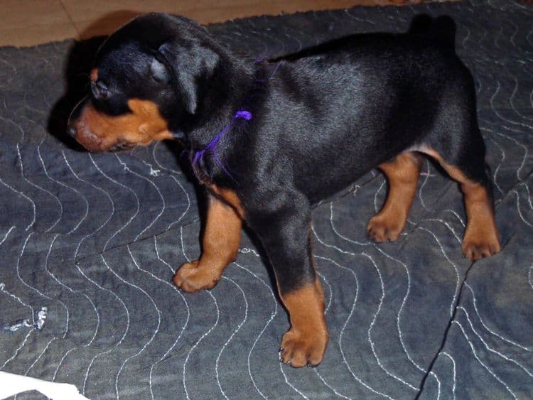 Black and rust female doberman puppy