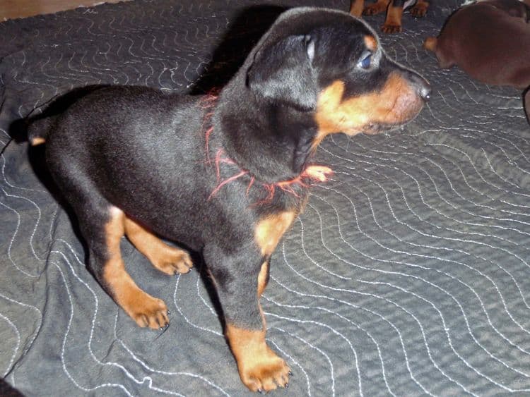 Black and rust female doberman puppy