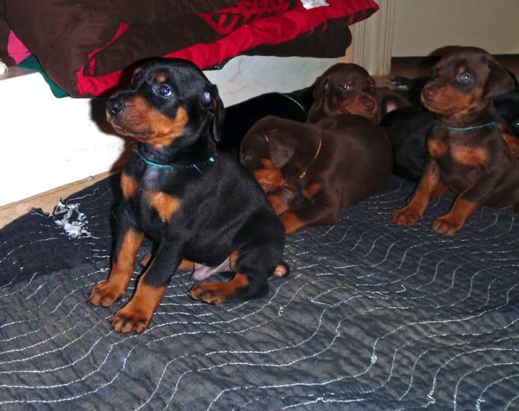 Black and rust male doberman puppy