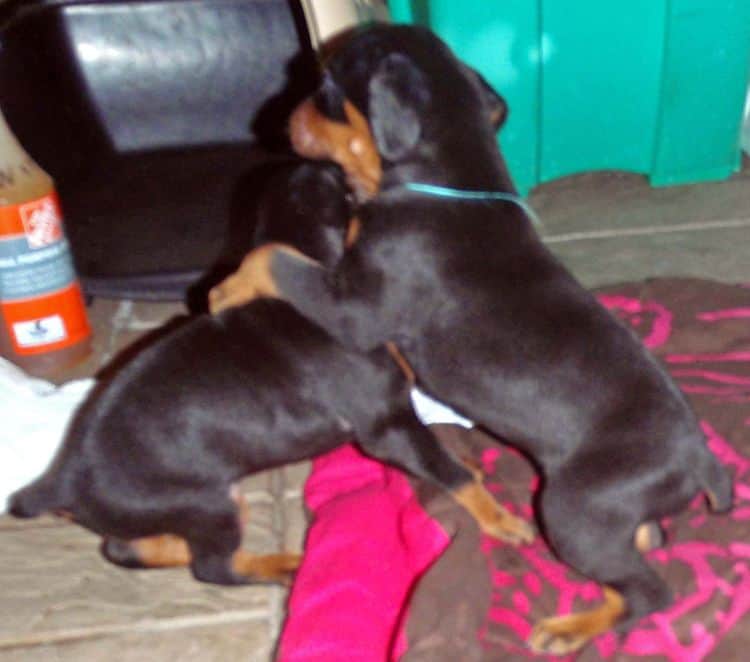 Black and rust male doberman puppy