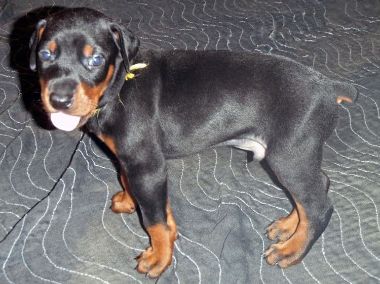 Black and rust male doberman puppy