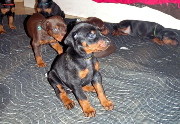 Black and rust male doberman puppy