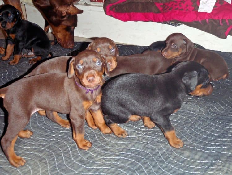 red and rust female doberman puppy