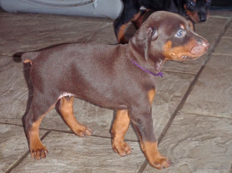 red and rust female doberman puppy