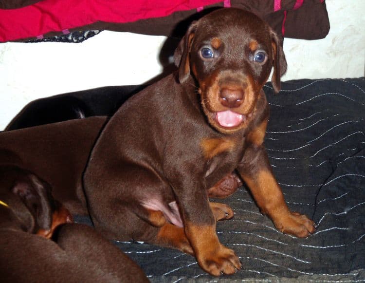 Red and rust male doberman puppy