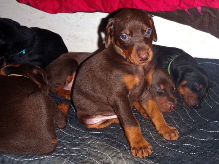 Red and rust male doberman puppy