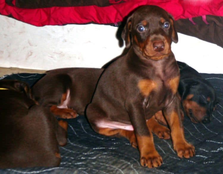 Red and rust male doberman puppy