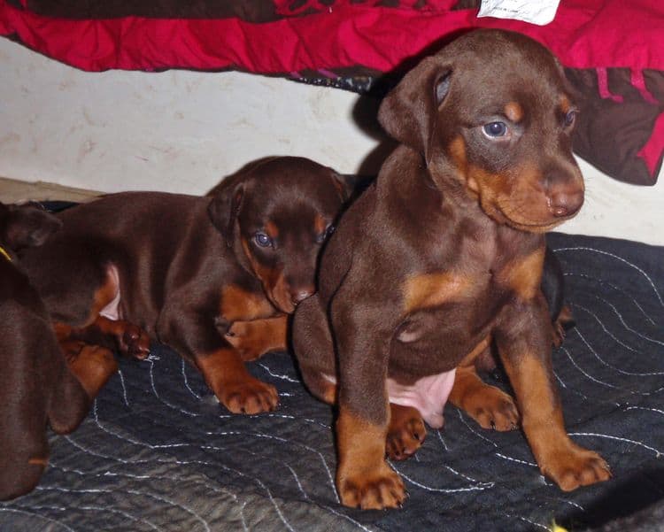 Red and rust male doberman puppy