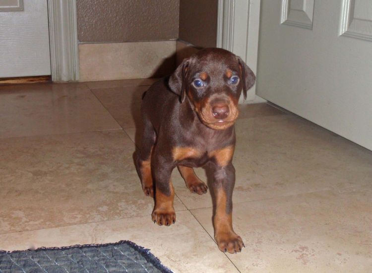 Red and rust male doberman puppy