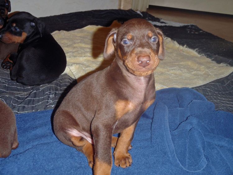 Red and rust male doberman puppy