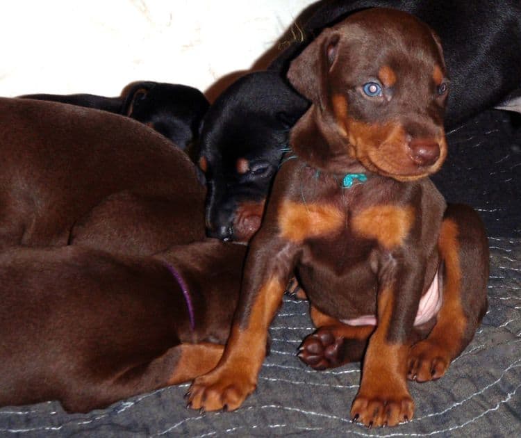 Red and rust male doberman puppy