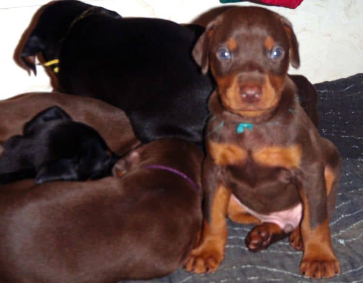 Red and rust male doberman puppy